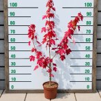 Javor freemanov (Acer Freemanii) JEFFERSRED ´AUTUMN BLAZE´® - výška 80-100 cm, kont. C3L  